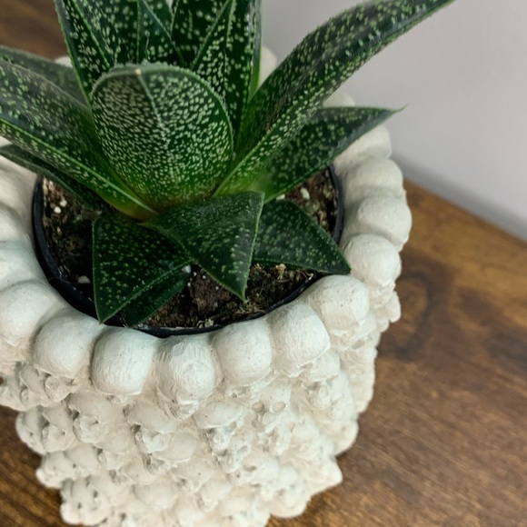 handmade SKULL Planter Cement Makeup Brush Holder - Picture 3 of 4